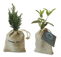 Mini-Baumsetzling im Beutel: Olive, Tanne, Buchsbaum