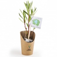 Kleine Oleanderpflanze im Krafttopf