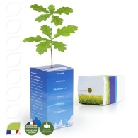 Kundenspezifische Würfelbaumpflanze - kleine Eichenpflanze