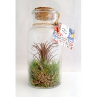 Tillandsie in Flasche 16cm