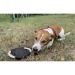 Das RINGO Hunde-Frisbee, Frisbee für Hunde Werbung