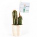 Miniaturansicht des Produkts Kaktus im Holztopf 1