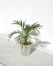 Miniaturansicht des Produkts Große dekorative Topfpflanze 0