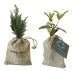 Mini-Baumsetzling im Beutel: Olive, Tanne, Buchsbaum Geschäftsgeschenk