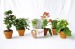 Mini-Blumenpflanze im Terrakotta-Topf Geschäftsgeschenk