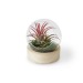 Mini-Globus-Terrarium mit Holzsockel Geschäftsgeschenk