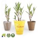 Kleine Oleanderpflanze in biologisch abbaubarem Topf Geschäftsgeschenk