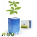 Kundenspezifische Würfelbaumpflanze - kleine Eichenpflanze Geschäftsgeschenk