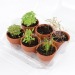 Miniaturansicht des Produkts Gewächshaus 6 Töpfe Bio-Kräuterpflanzen 1
